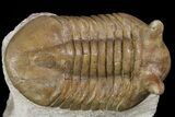 Asaphus Kotlukovi Trilobite Fossil - Russia #165445-3